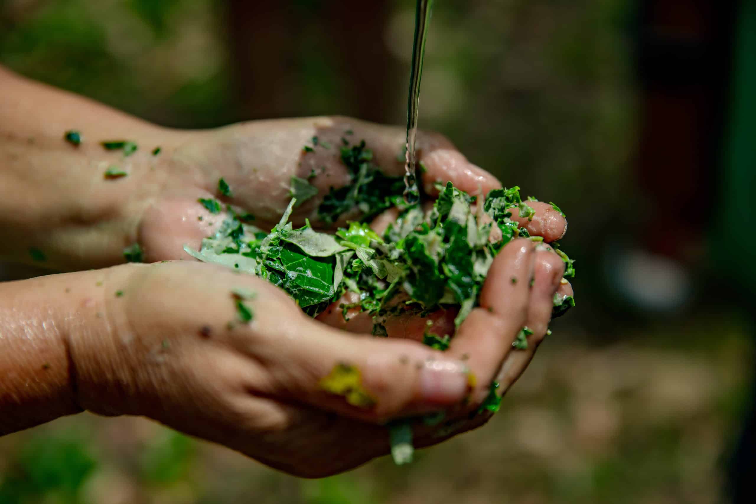 Traditional bush medicine demonstration